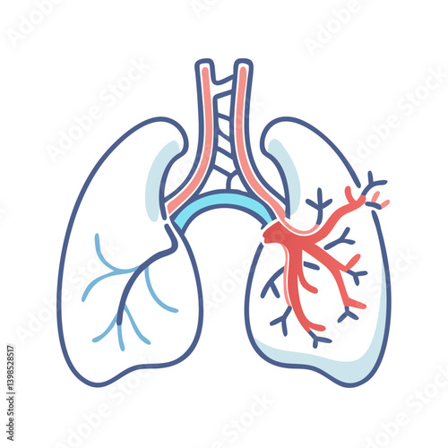  Pulmonary Arteries Anatomy Vector