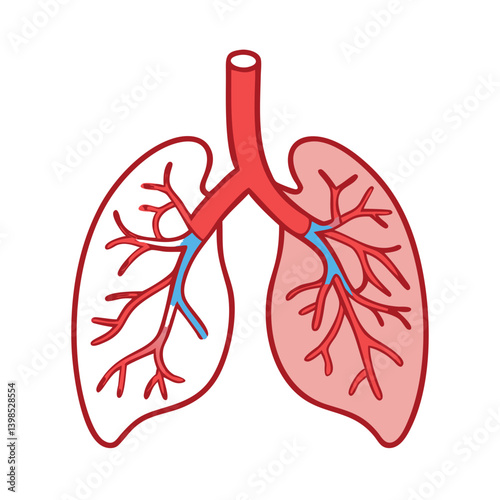  Detailed Pulmonary Arteries Anatomy