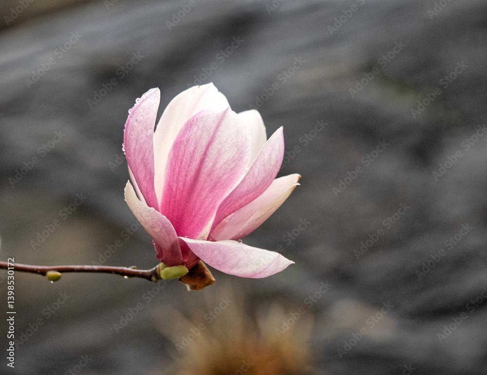 Magnolia tree in bloom in early spring