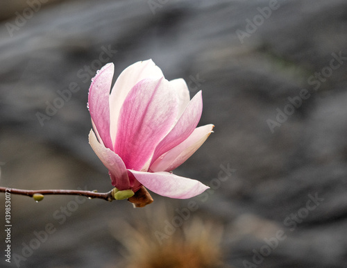 Obraz na płótnie Magnolia tree in bloom in early spring w salonie