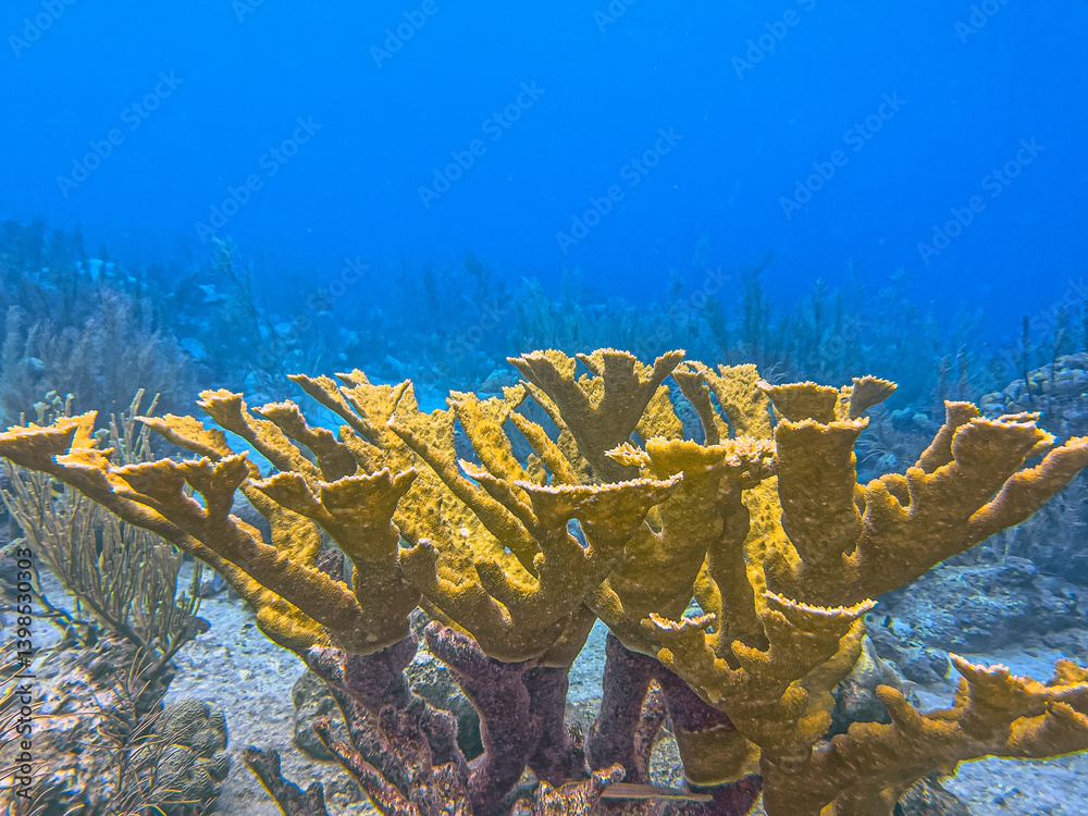 Elkhorn coral ,Acropora palmata