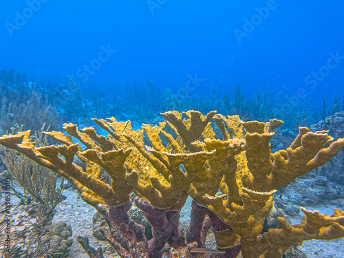 Obraz na płótnie Elkhorn coral ,Acropora palmata w salonie