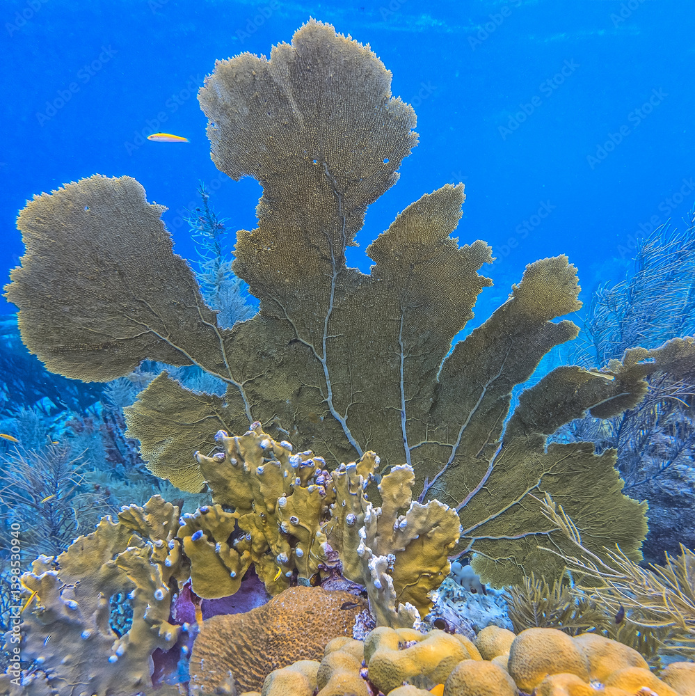 Caribbean coral garden, sea fan