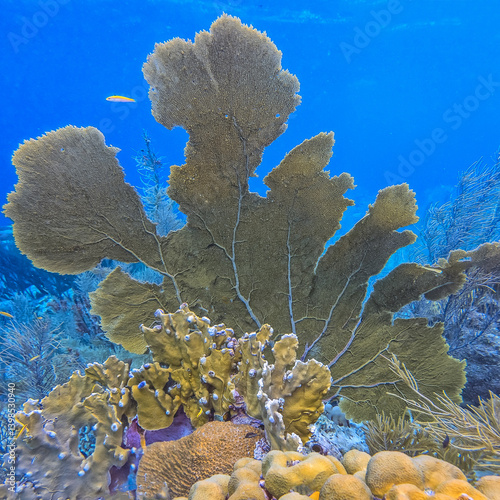 Obraz na płótnie Caribbean coral garden, sea fan w salonie