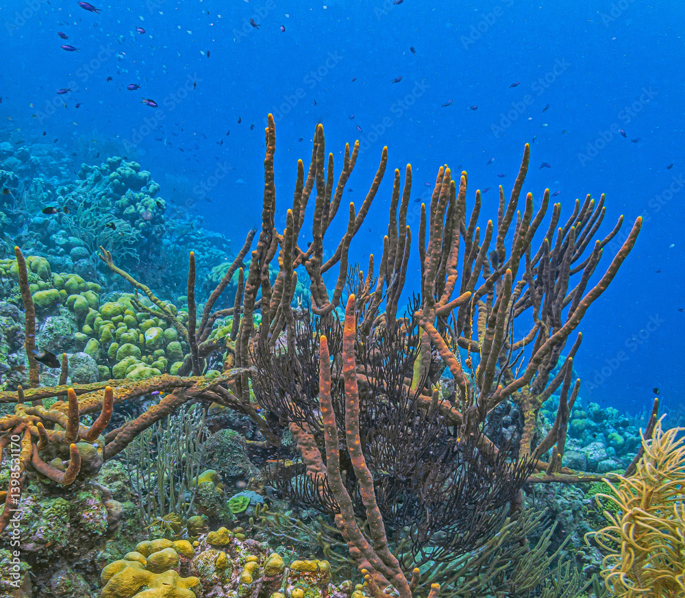 Amphimedon compressa, rope sponge