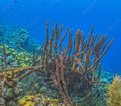 Amphimedon compressa, rope sponge