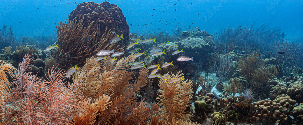 Caribbean coral garden, underwater Bonaire