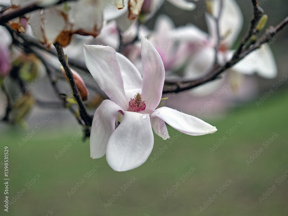 Magnolia tree in bloom in early spring