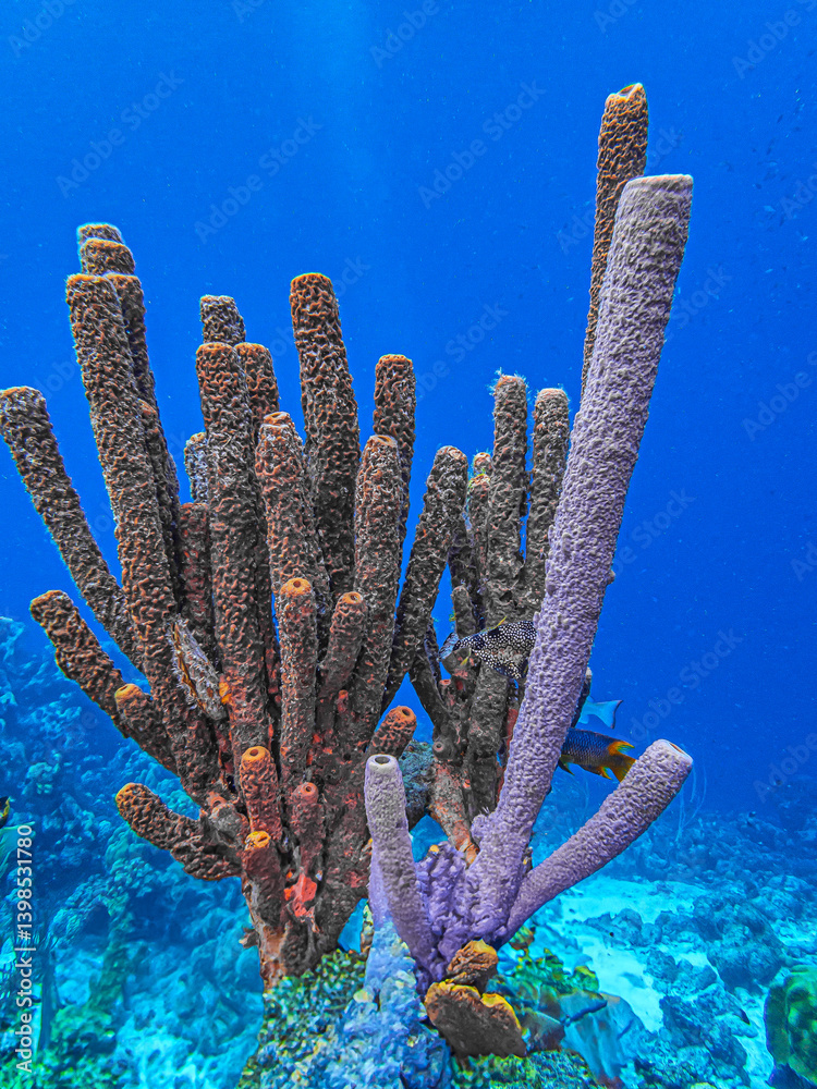 branching vase sponge,Callyspongia ,Cladochalina, aculeata
