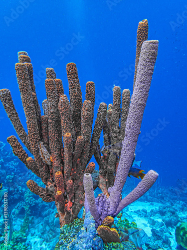 Obraz na płótnie branching vase sponge,Callyspongia ,Cladochalina, aculeata w salonie