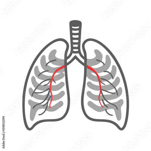  Thoracic Cavity Anatomy Vector