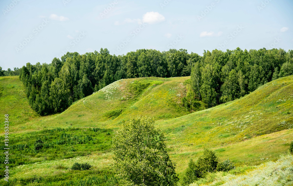 Fototapeta premium landscape with green grass