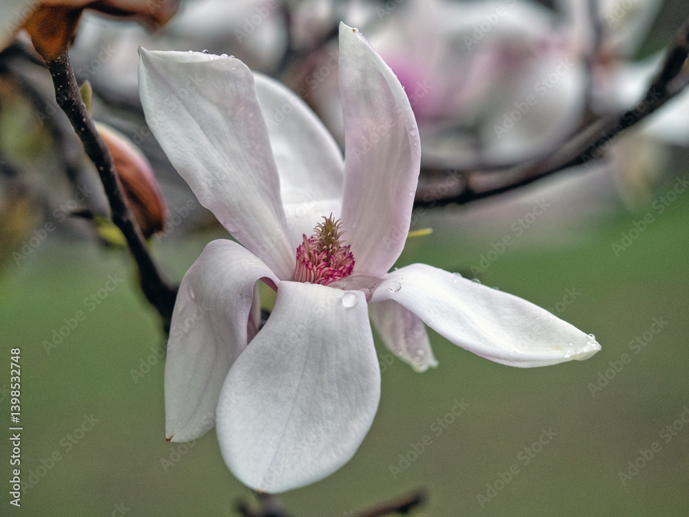 Magnolia tree in bloom in early spring