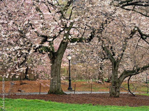 Central Park in spring, blooming apple trees