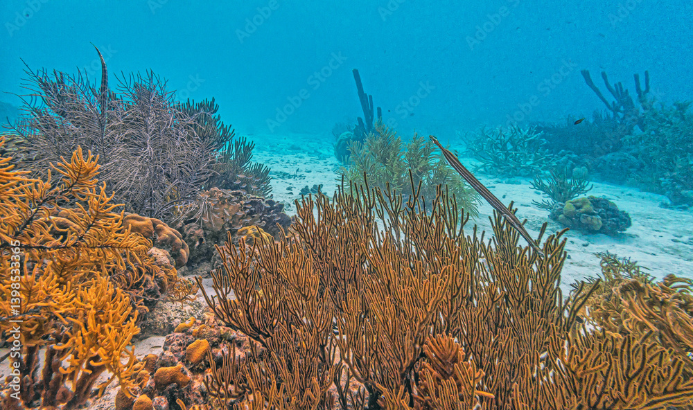 Caribbean coral garden, underwater Bonaire