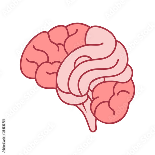  Ventricles Anatomy Vector Design
