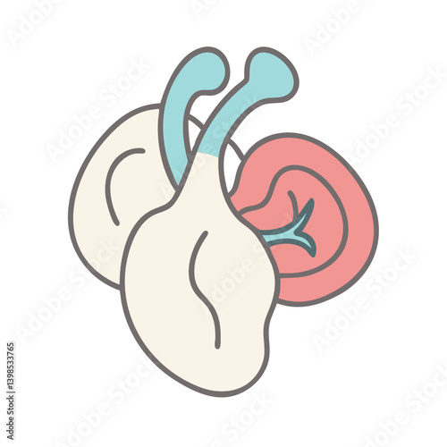  Detailed Ventricles Anatomy