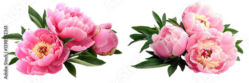 Pink Peony Bouquet, Double Flowers, Isolated on Transparent Background, Spring Floral Arrangement, Peonies, Floral, Spring
