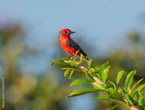 Vermillion Flycatcher perched on a tree branch