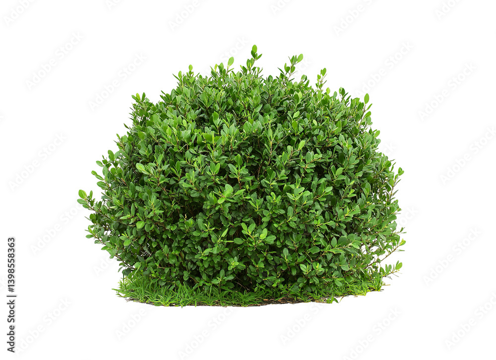 Fototapeta premium Green bushes