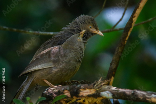 Yellow billed babbler birds couple photo