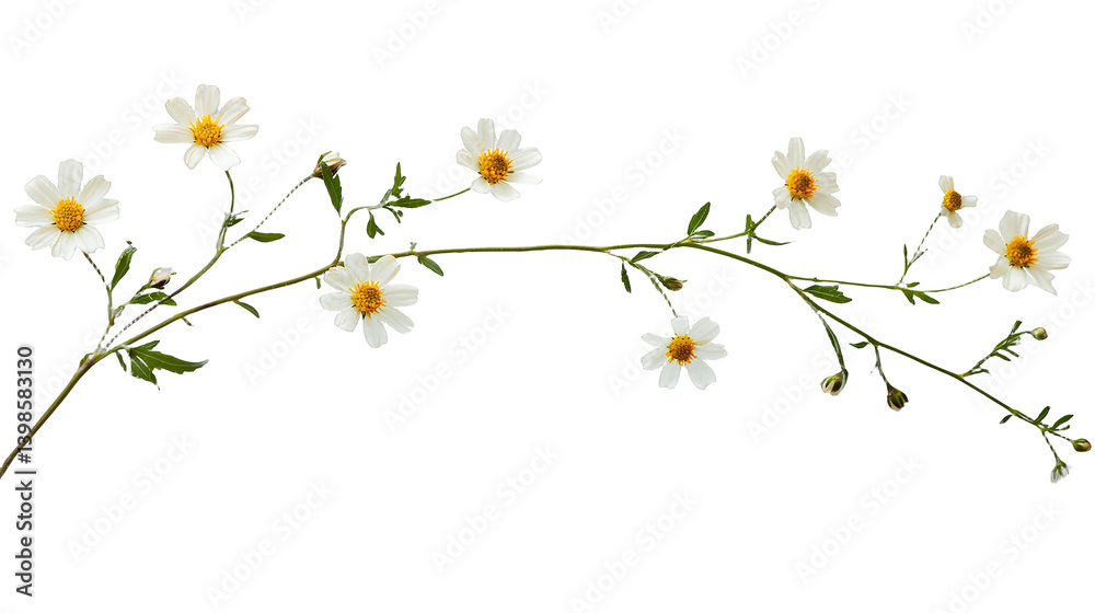 Fototapeta premium a branch of a plant with small white flowers on a transparent background, PNG image, PNG file, Generative art.