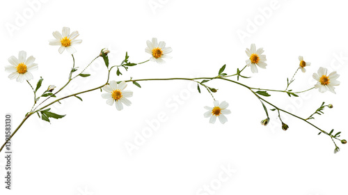 a branch of a plant with small white flowers on a transparent background, PNG image, PNG file, Generative art.