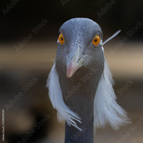 Obraz na płótnie Demoiselle Crane (Grus virgo). Close up animal w salonie