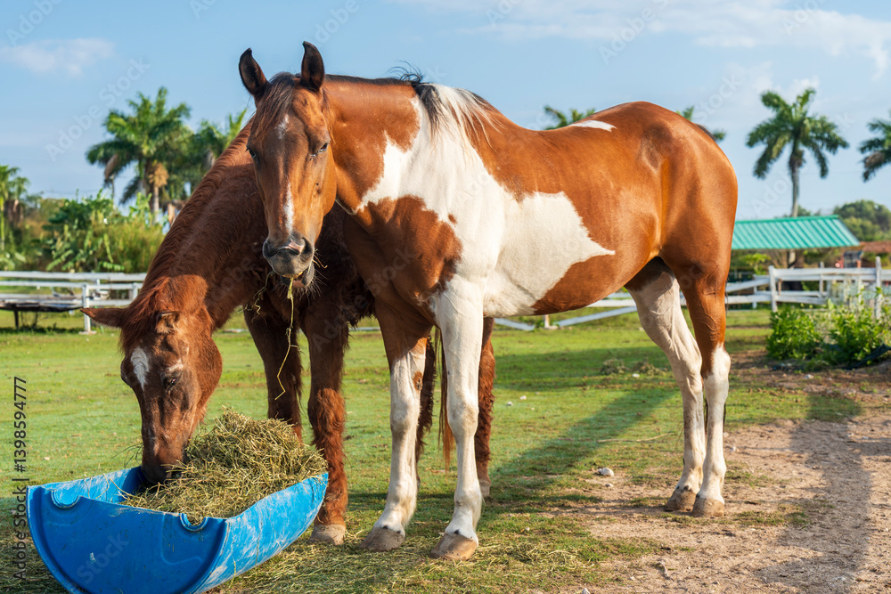 Fototapeta premium Dos caballos coloridos comiendo