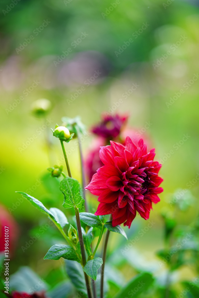 Vibrant Red Dahlia in Garden – Close-Up Bloom with Soft Bokeh Background Vibrant Red Dahlia in Garden – Close-Up Bloom with Soft Bokeh Background