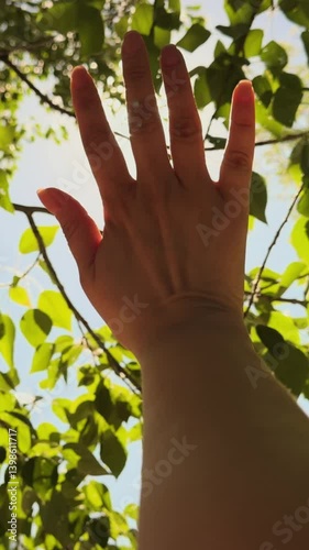 Woman hand reaches up to sun against green foliage of tree. Female hand palm arm of woman traveler against of sunshine, sunlight, sun glare. Woman dreamily stretches out hand to afternoon sun, praying