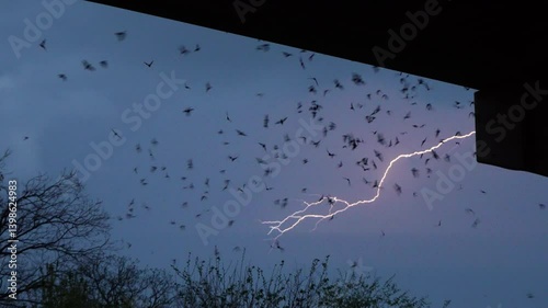 silhouette of  hundreds of bats flying from under the Congress Bridge and lightning in the sky