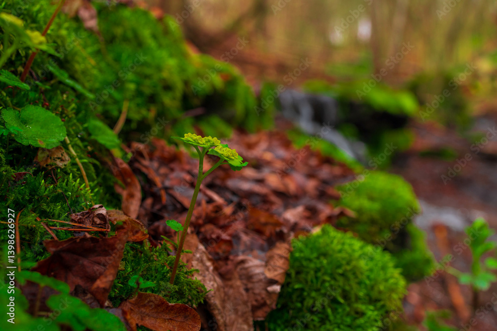 Wildflowers Blooming by a Mountain Stream Wildflowers Blooming by a Mountain Stream