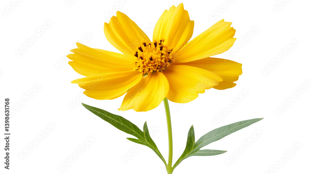 a picture of a yellow flower on a transparent background, PNG image, PNG file, Generative art. a picture of a yellow flower on a transparent background, PNG image, PNG file, Generative art.