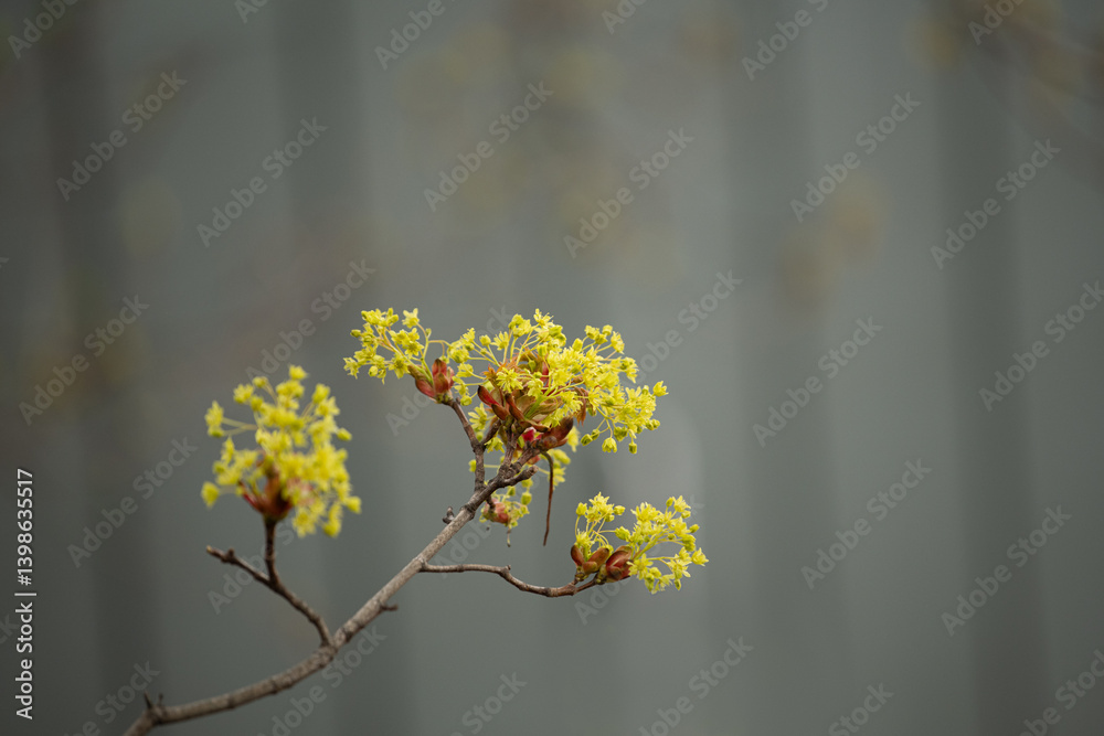 Bright yellow flowers emerge on a slender branch, showcasing the beauty of spring. The backdrop features subtle tones, highlighting the fresh growth Bright yellow flowers emerge on a slender branch, showcasing the beauty of spring. The backdrop features subtle tones, highlighting the fresh growth