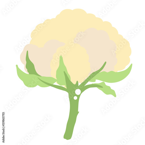 Cauliflower Illustration of fresh vegetables hand-drawn flat vector elements Organic Food Invitations, gifts, greeting cards, print, textile