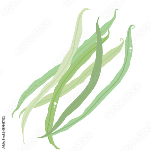 Beans Illustration of fresh vegetables hand-drawn flat vector elements Organic Food Invitations, gifts, greeting cards, print, textile