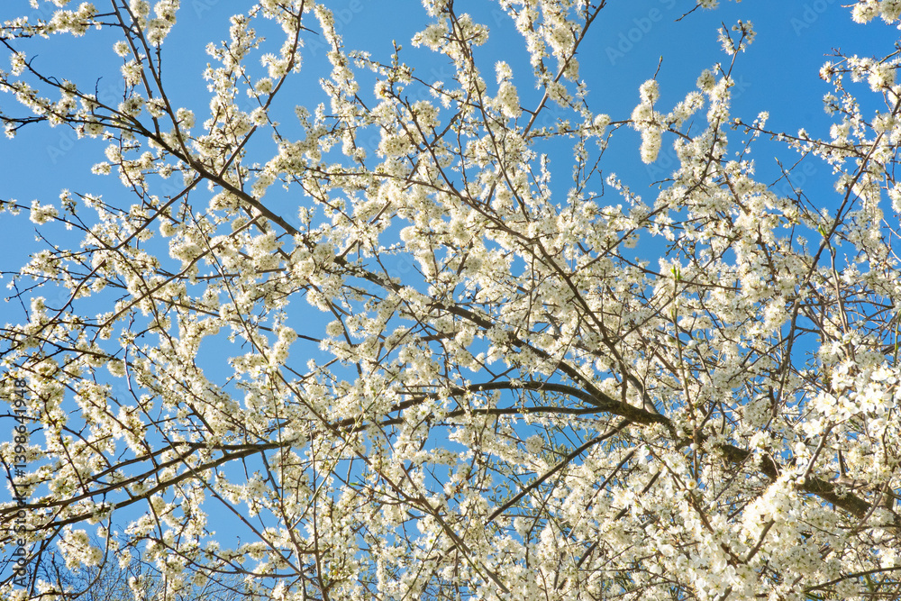White blossom of Blackthorn against a blue sky White blossom of Blackthorn against a blue sky