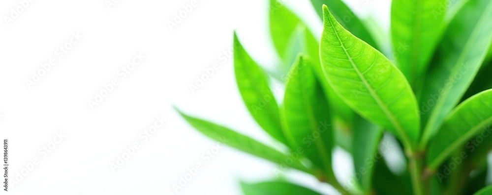 Green leafy plant isolated on white background, leaves, nature, plant Green leafy plant isolated on white background, leaves, nature, plant