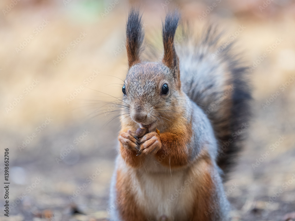Squirrel in autumn hides nuts on the green grass with fallen yellow leaves