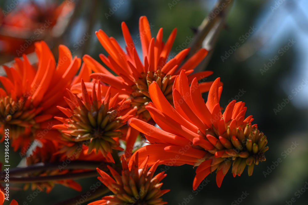 Vibrant blossoms in full bloom against a bright blue sky in the warmth of midday Vibrant blossoms in full bloom against a bright blue sky in the warmth of midday