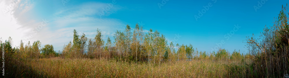 Panorama of an autumn tree and wild chrysanthemum flowers on a large lawn. Panorama of an autumn tree and wild chrysanthemum flowers on a large lawn.