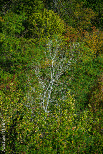 Silhouette of a tree against a background of dense deciduous forest.