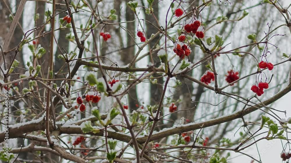 leaves and berries in the snow on a branch leaves and berries in the snow on a branch