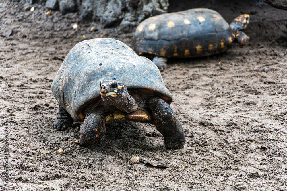 Red-footed tortoise, Chelonoidis carbonaria at Belem, Para, Brazil. Turtle species that inhabit the Amazon