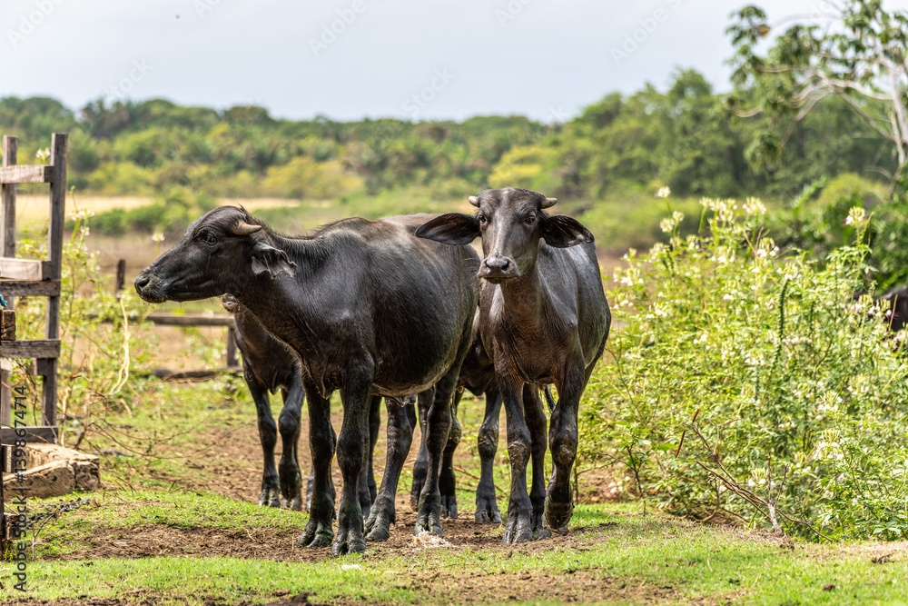 Wild Water Buffalos at Soure on Marajo Island in Brazil