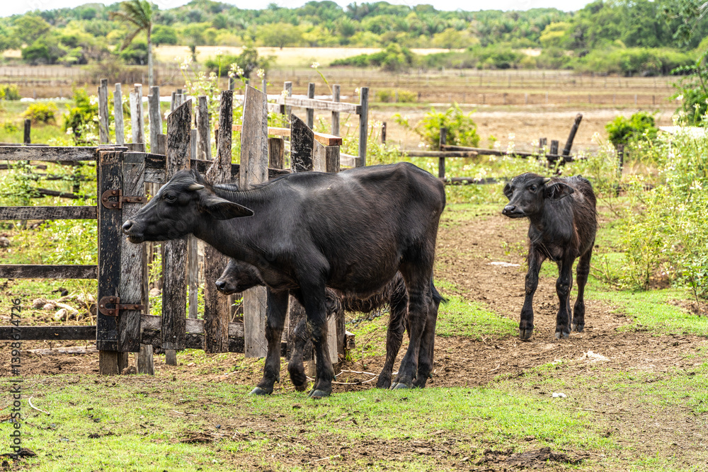 Wild Water Buffalos at Soure on Marajo Island in Brazil