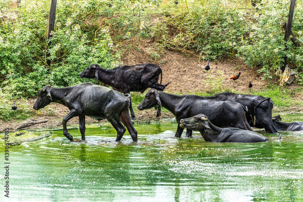 Wild Water Buffalos at Soure on Marajo Island in Brazil