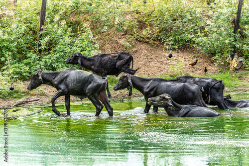 Obraz na płótnie Wild Water Buffalos at Soure on Marajo Island in Brazil w salonie