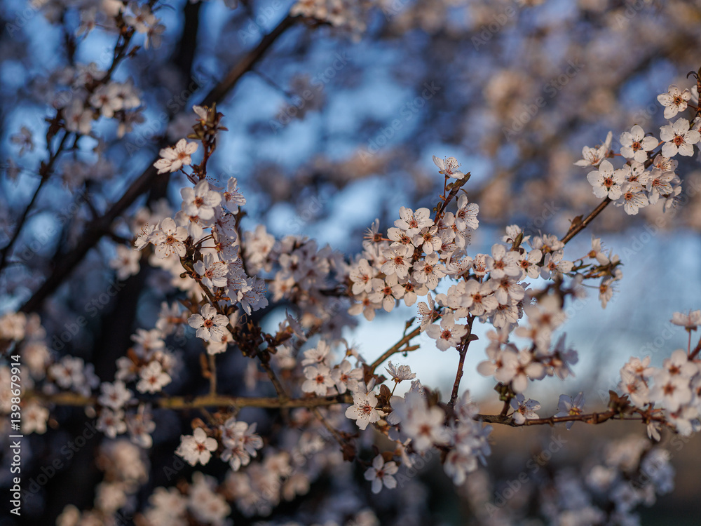tree blooming with white flowers in early spring against blue sky in rays of sunlight, easter, awakening of nature tree blooming with white flowers in early spring against blue sky in rays of sunlight, easter, awakening of nature